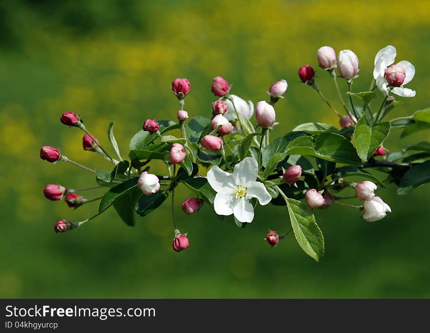 Flower On The Friut Tree