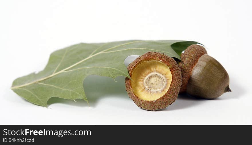 Brown acorns relating to oaken leaves