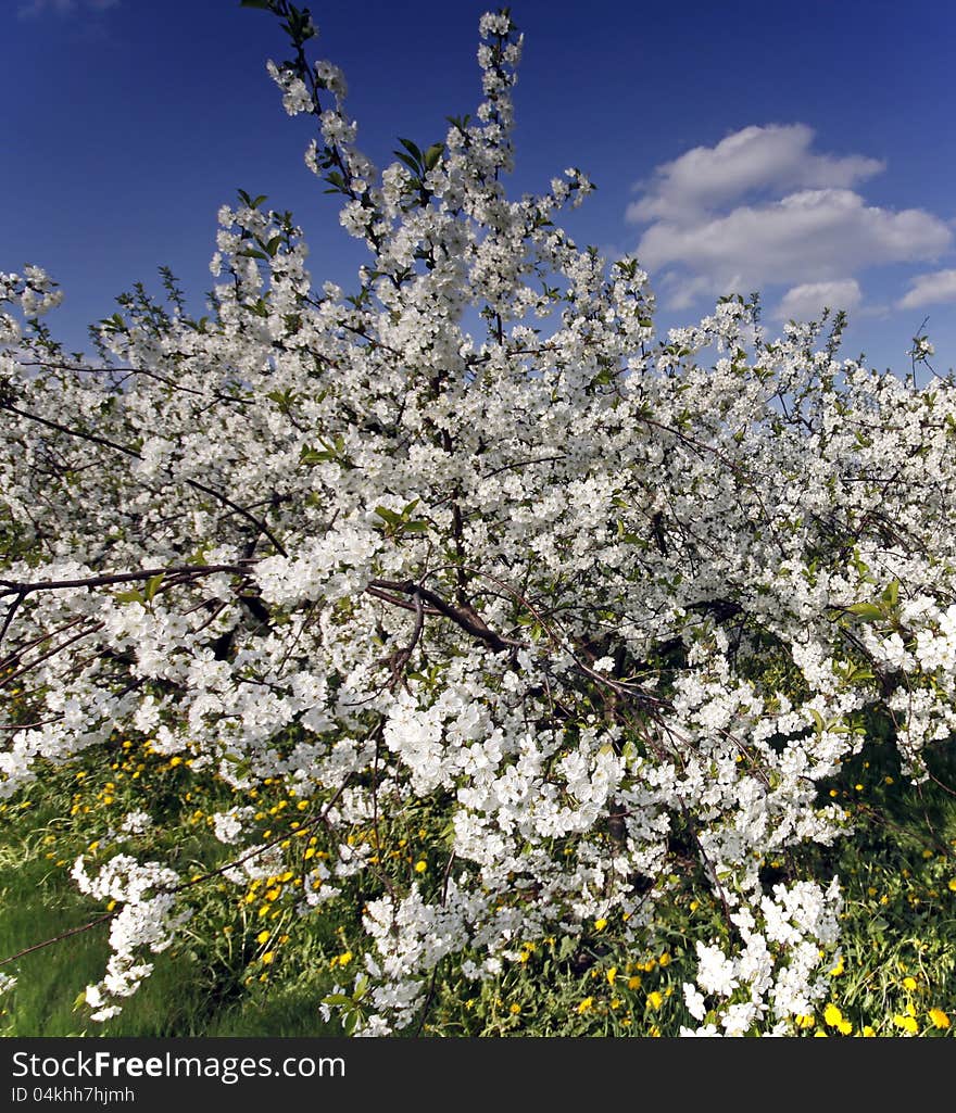 Blooming cherry orchard with spring