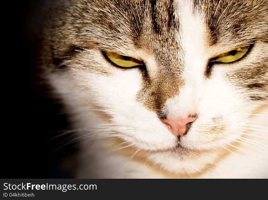 Close-up Of A Cat