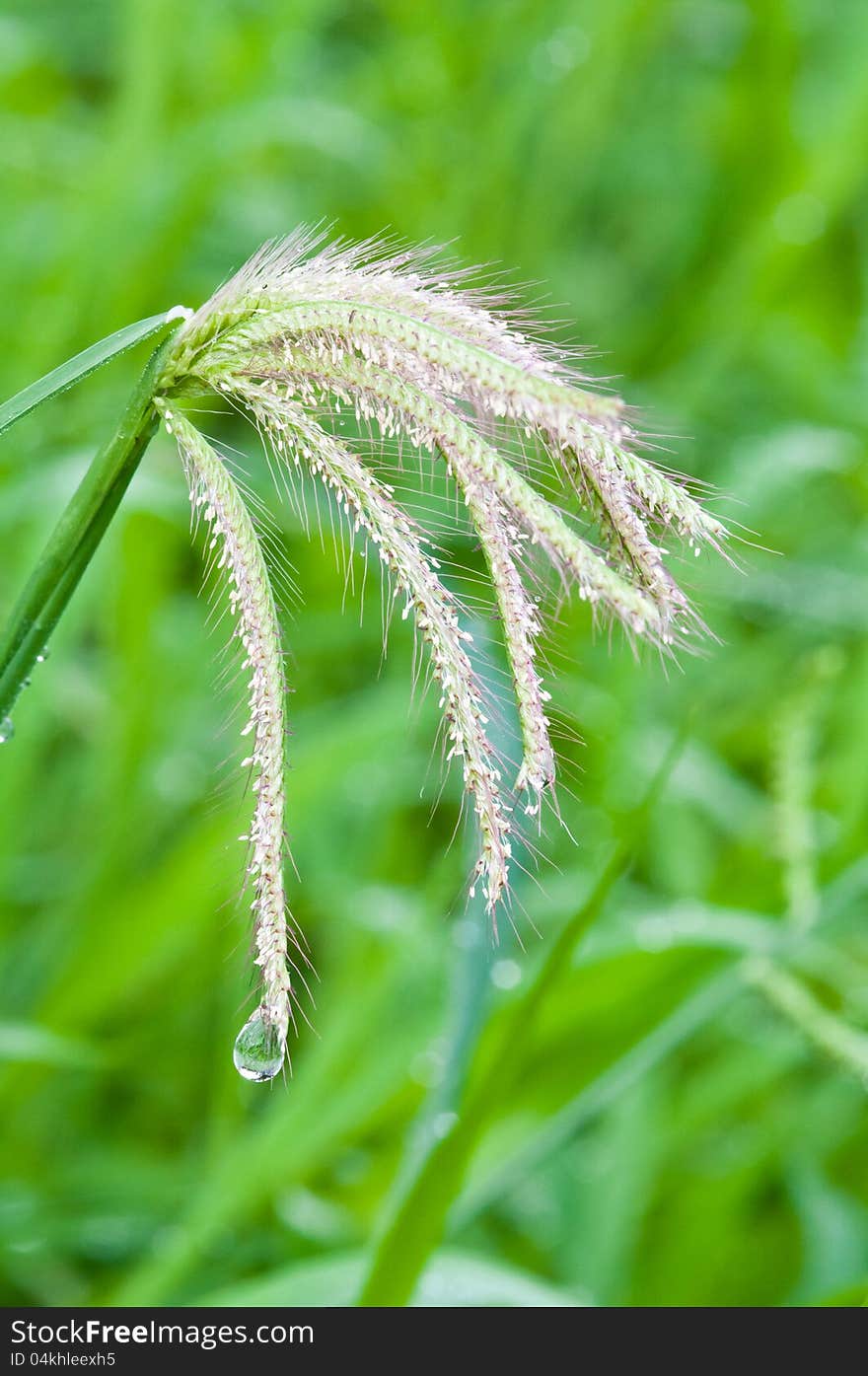 Grass flower