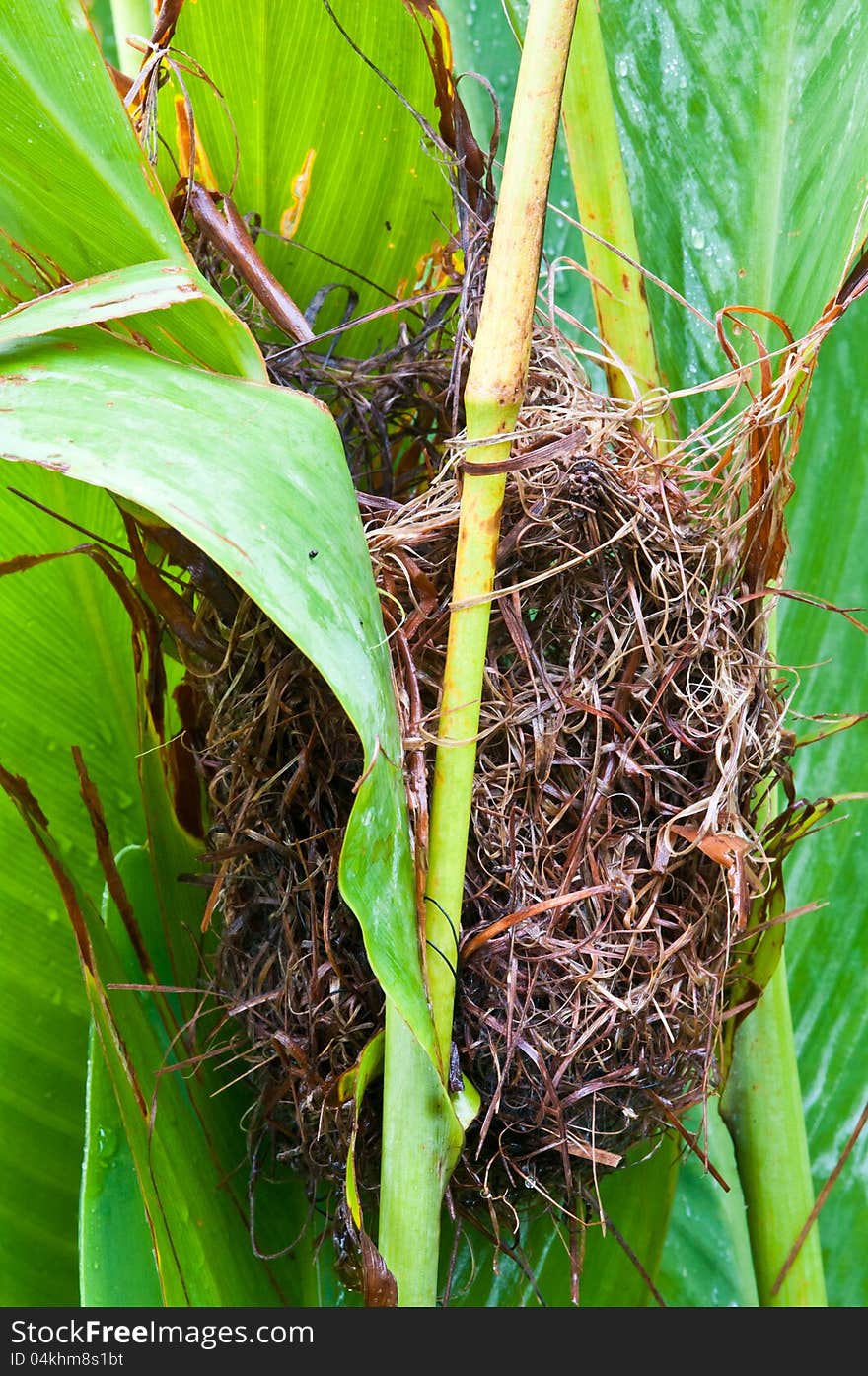 Bird Nest On Tree