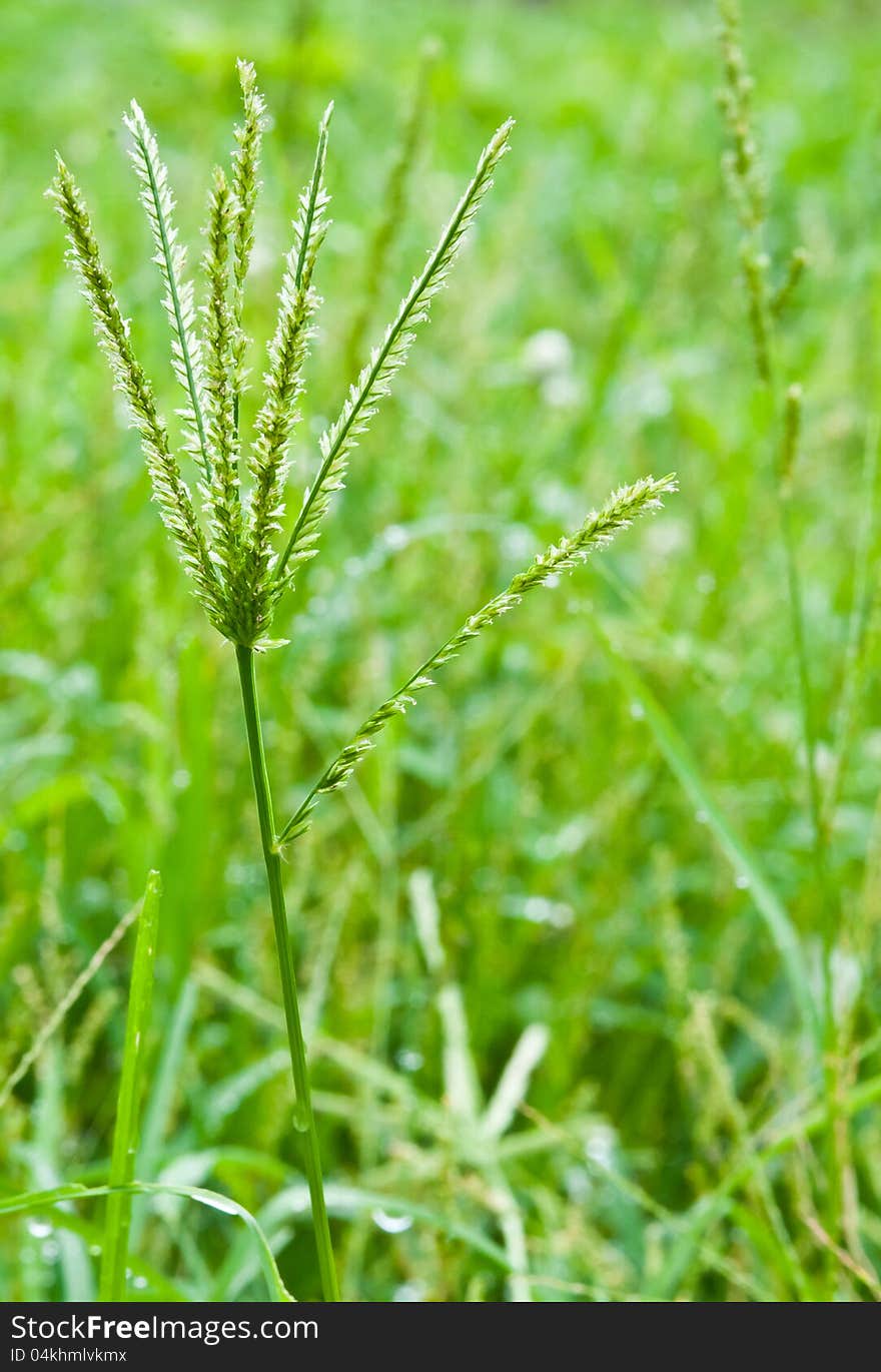 Green Grass Flower