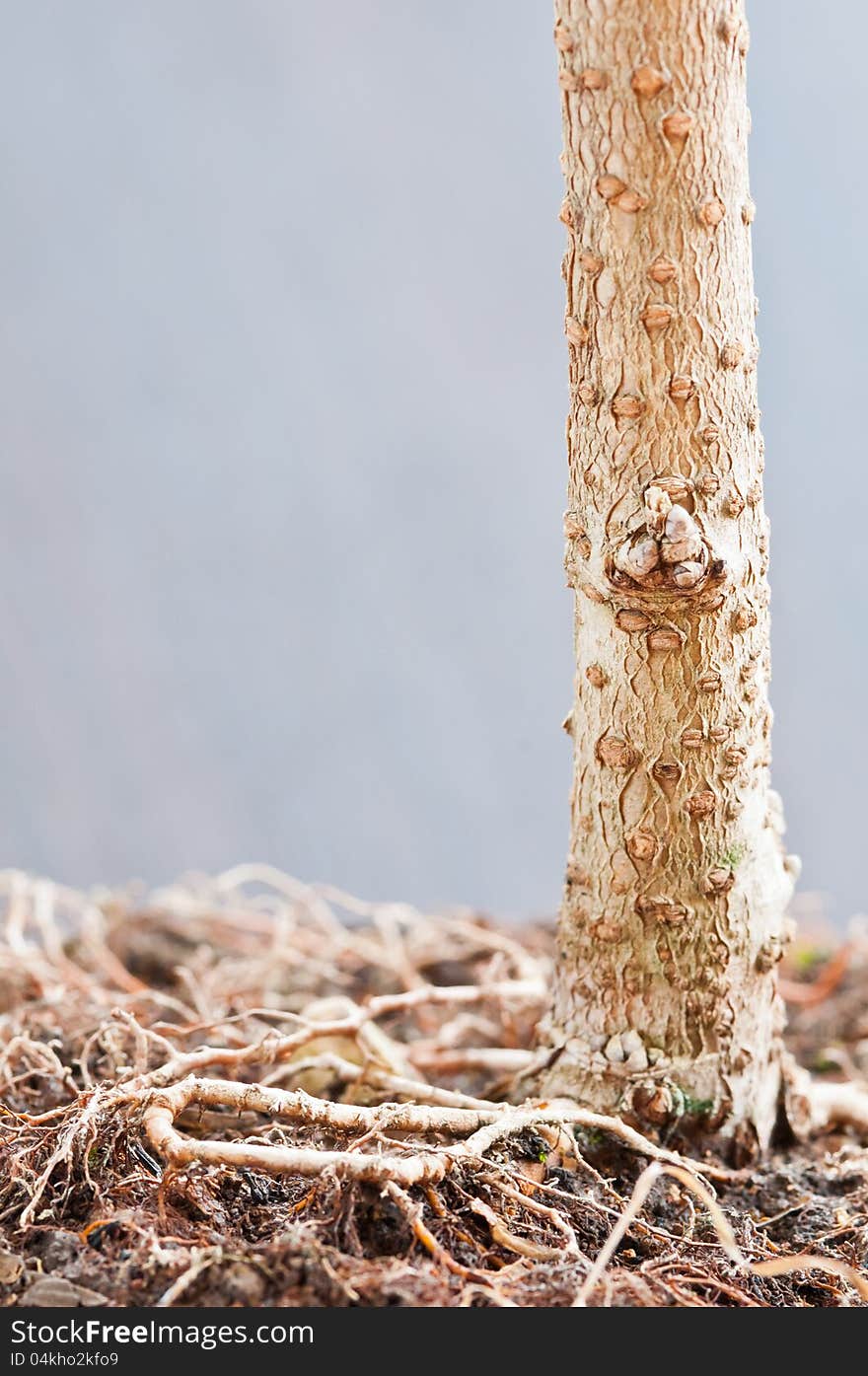 Tree trunk roots