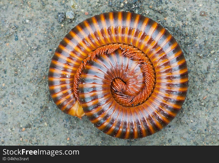 Tropical millipede  on ground close up