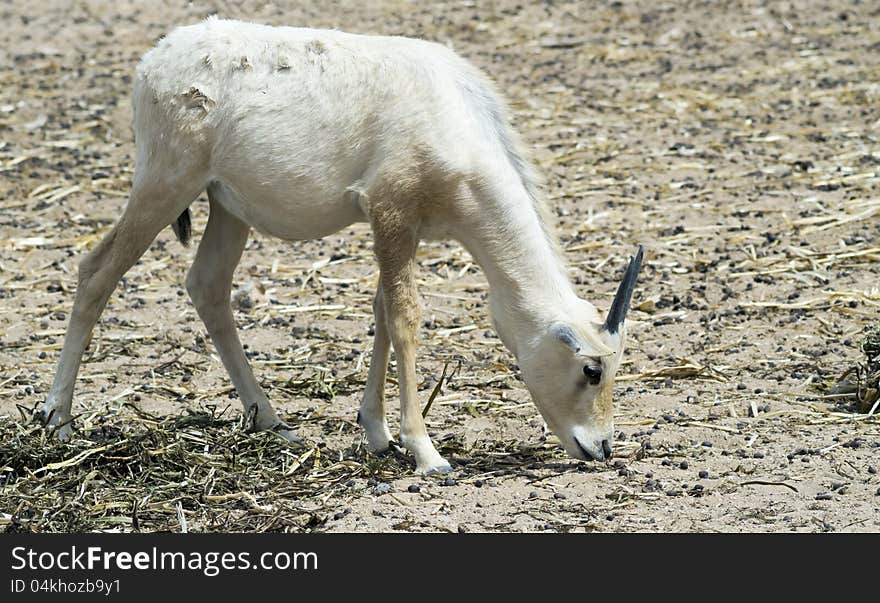 Herbivorous antelope, the Arabian oryx (Oryx leucoryx) in biblical Hai-Bar nature reserve, 35 km north of Eilat, Israel. Herbivorous antelope, the Arabian oryx (Oryx leucoryx) in biblical Hai-Bar nature reserve, 35 km north of Eilat, Israel