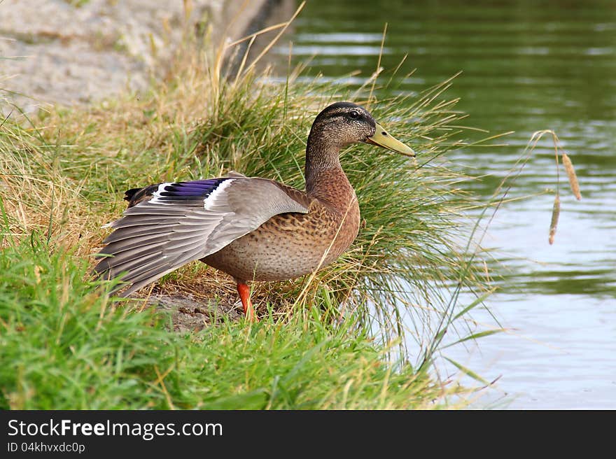 Mallard female duck