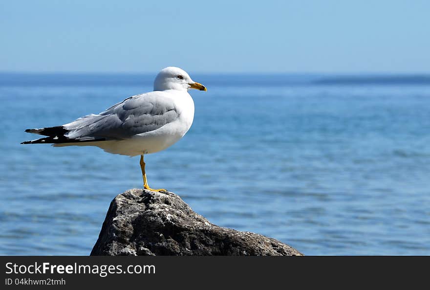 Seagull on Mackinac Island, MI