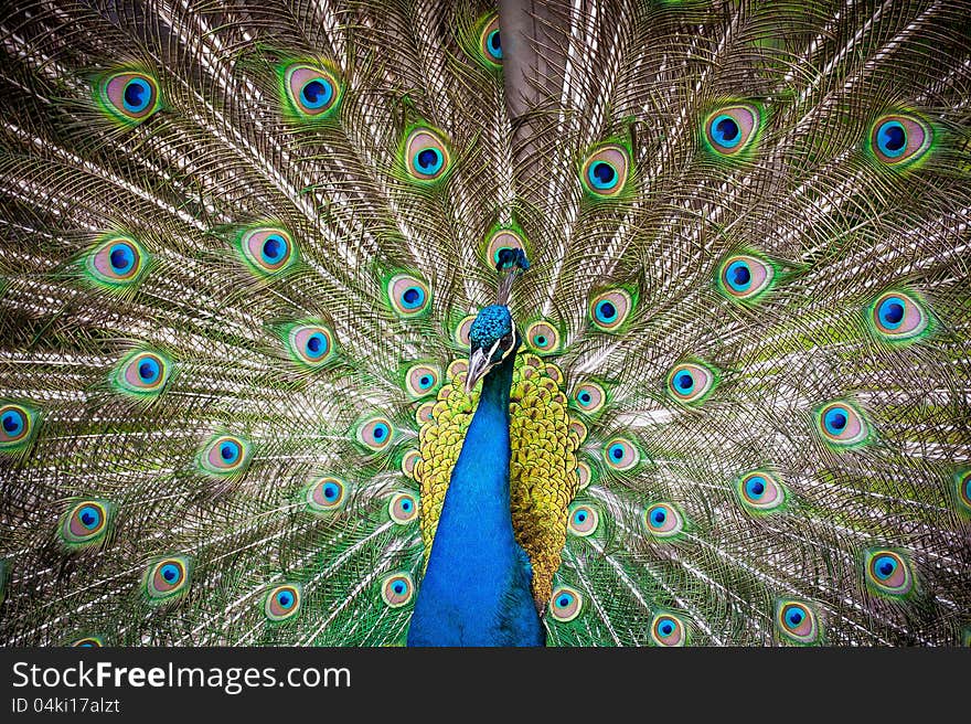 Bright colorful peacock feathers background. Bright colorful peacock feathers background