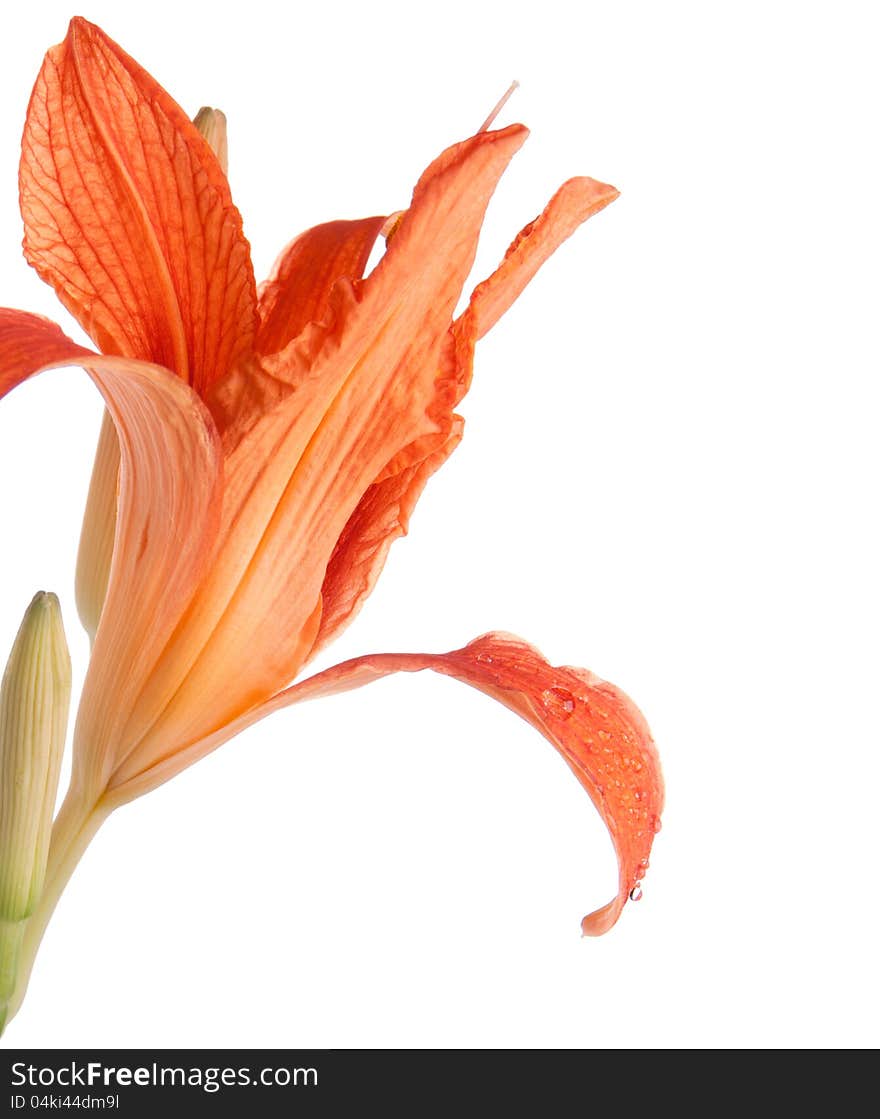 Flower of lily with drops of water on a petal