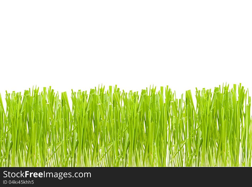 Green cut grass on a white