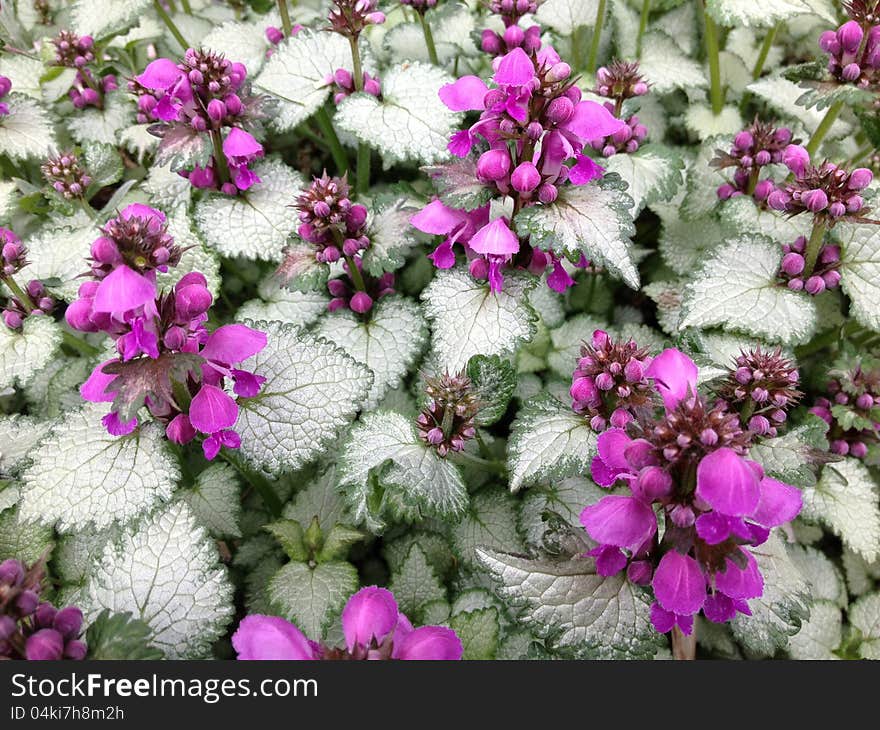 Dead nettle flowers