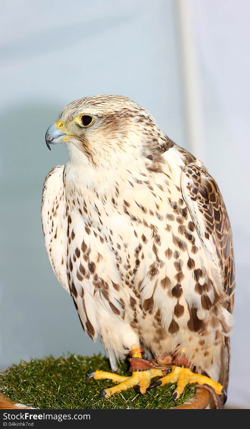 A white hunter Saker falcon bird