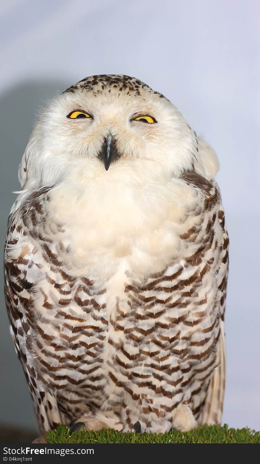 Snowy Owl &x28;Bubo scandiacus&x29