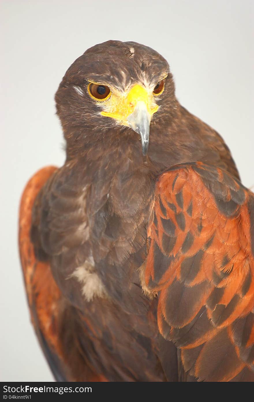 Harris  Hawk &x28;Parabuteo unicinctus&x29