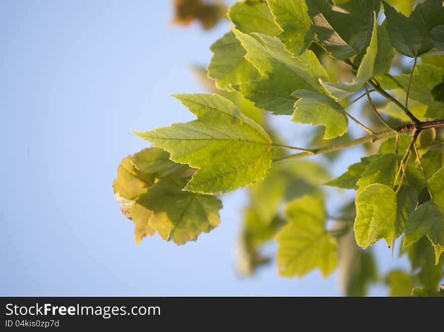 Leaf blooming on a Spring day. Leaf blooming on a Spring day