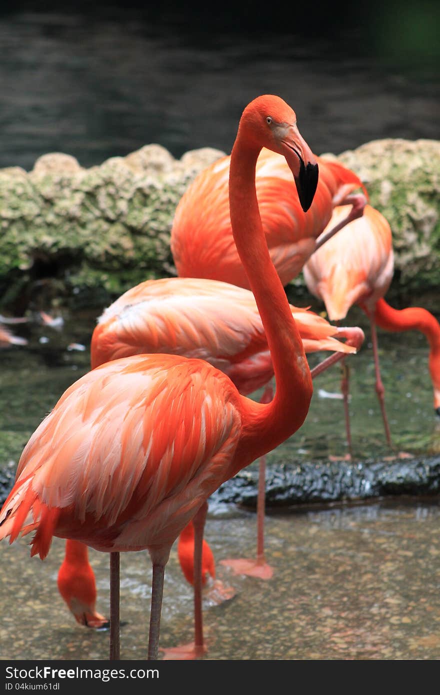 Beautiful flamingos in water.