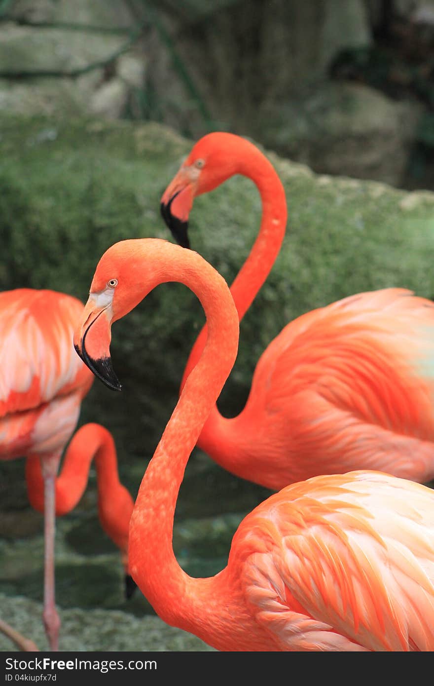 Beautiful flamingos in water showing profiles. Beautiful flamingos in water showing profiles.