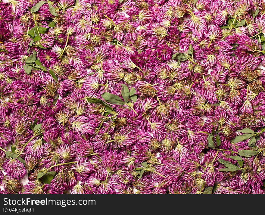 Dried flowers of clover are on paper