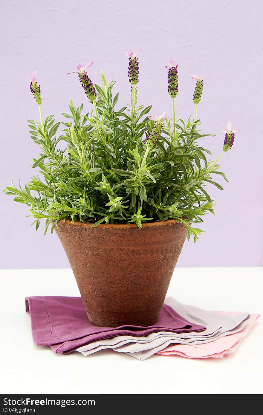 Flowering Lavender bush in a terracotta pot. Flowering Lavender bush in a terracotta pot