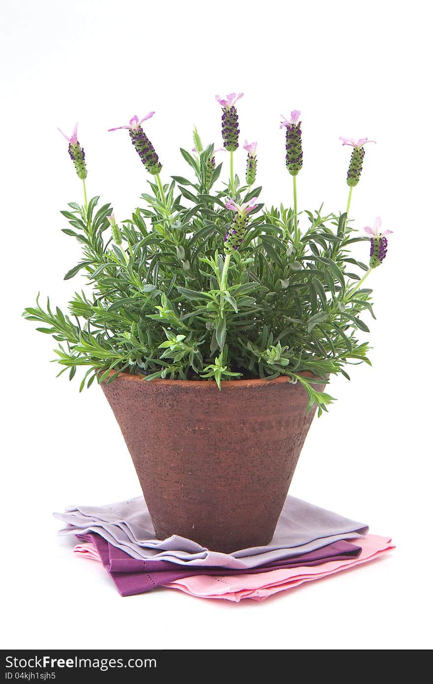 Lavender plant in a terracotta pot on a white background. Lavender plant in a terracotta pot on a white background