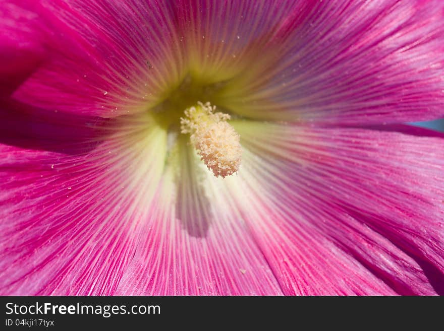 Pink hollyhock