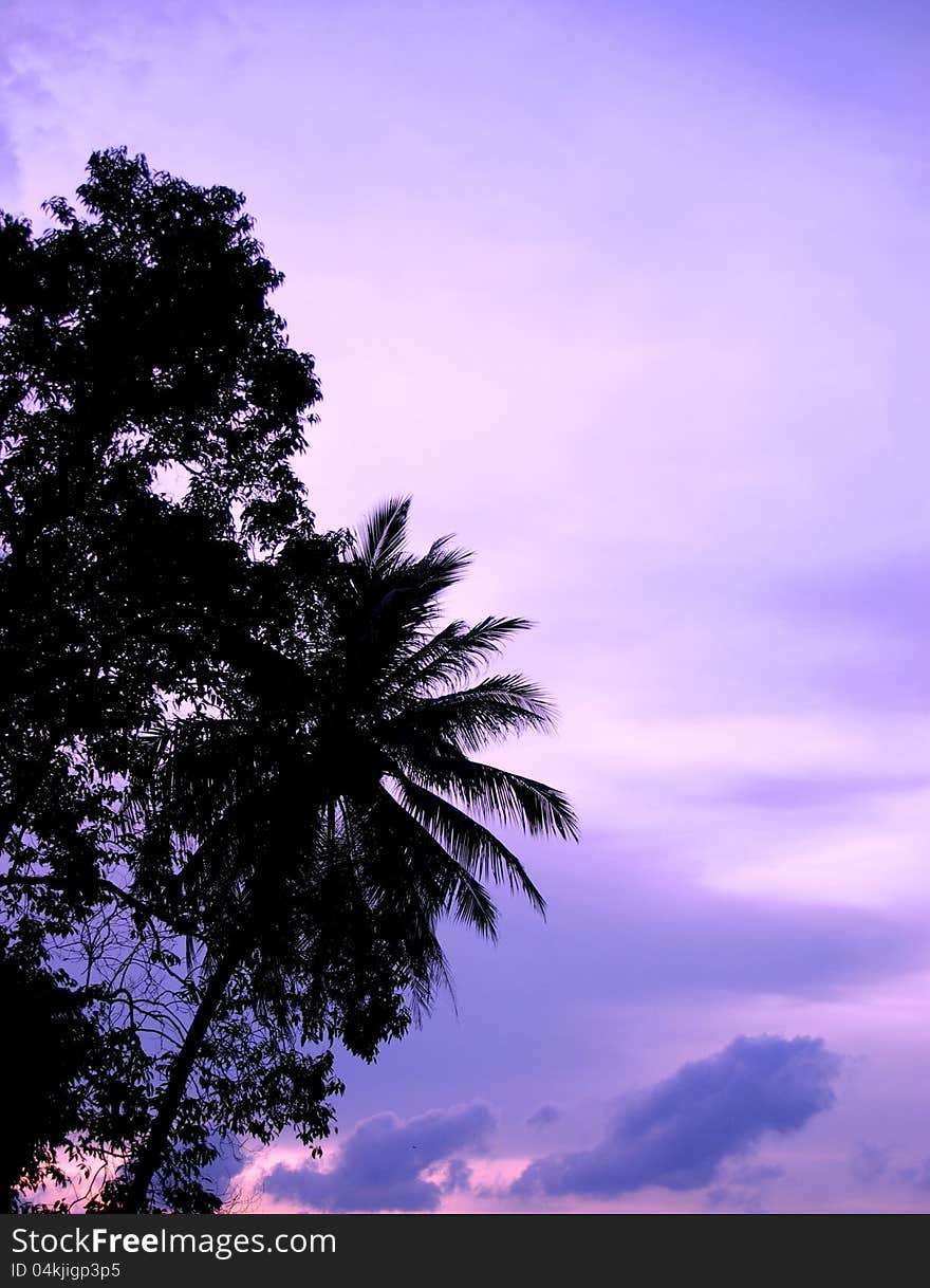 Changi Village Palms