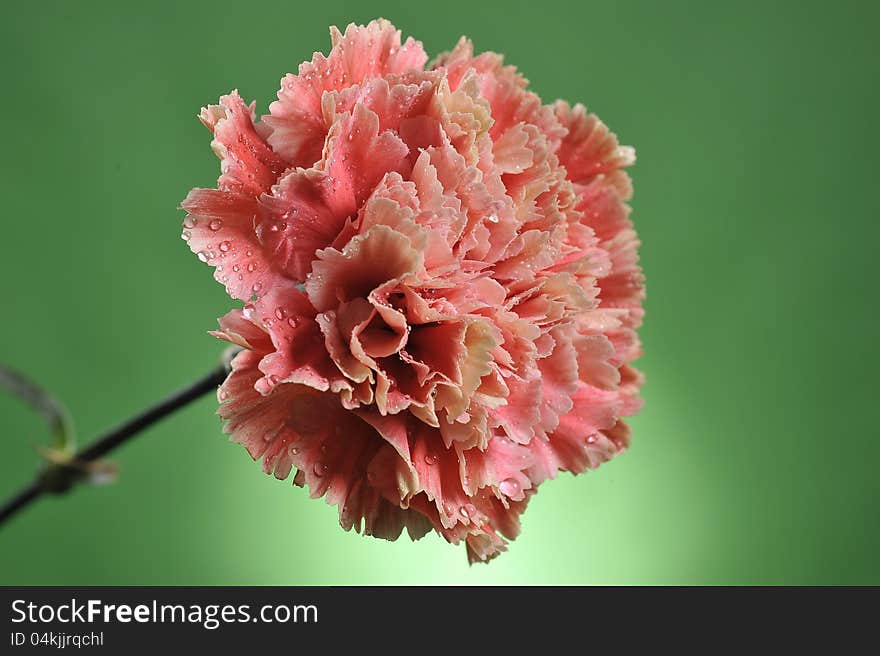 Peach Flower