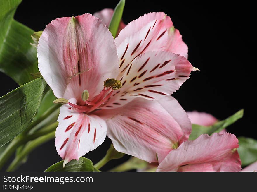 Pink Flower