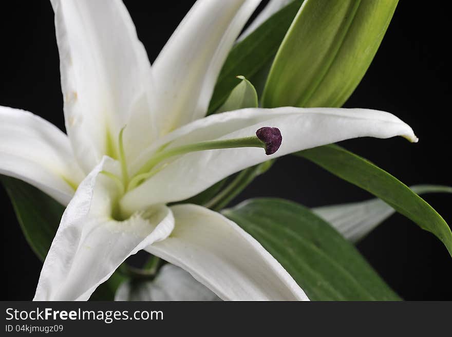 White Flower