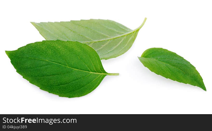 Fresh green mint leaves on white