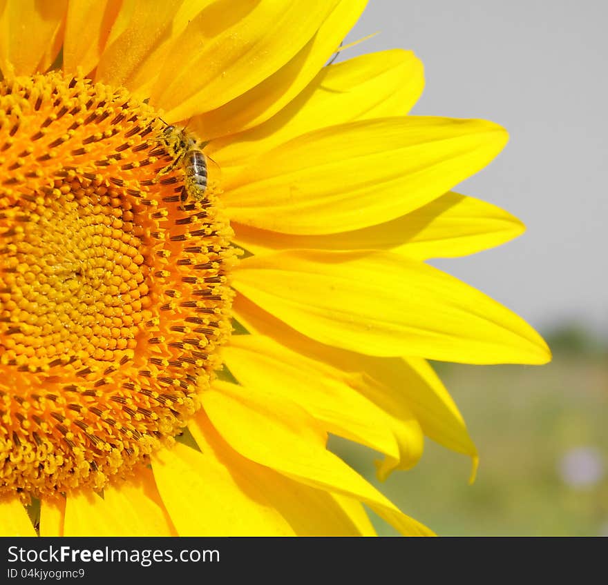 Half a sunflower in bloom with a bee