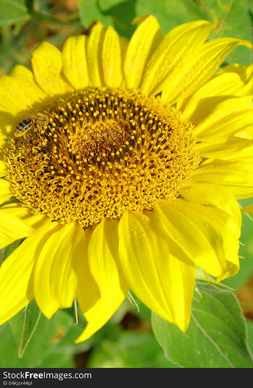 Sunflower in bloom with a bee in sunshine. Sunflower in bloom with a bee in sunshine