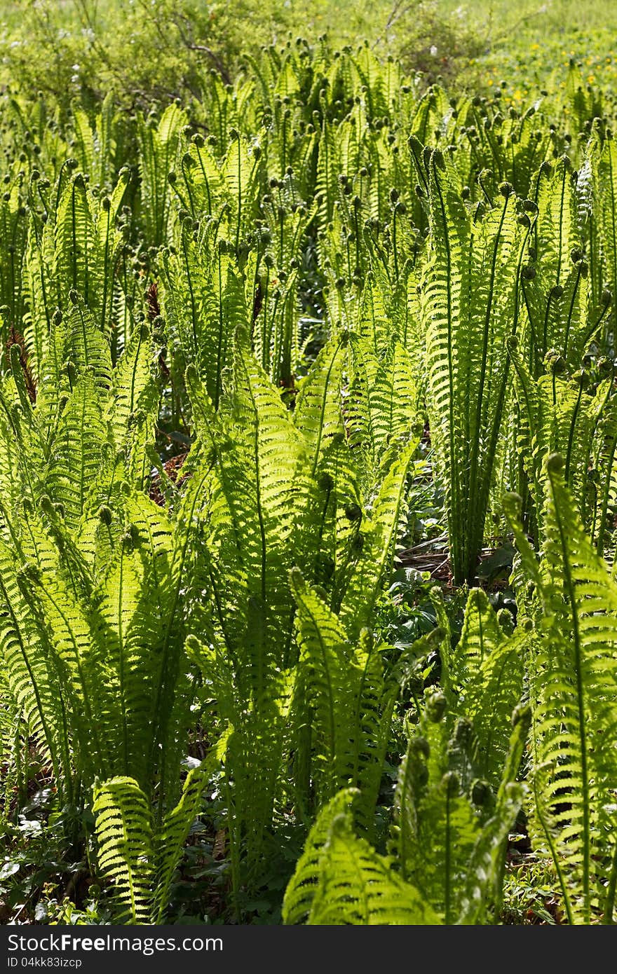 Sea of fern fronds in springtime