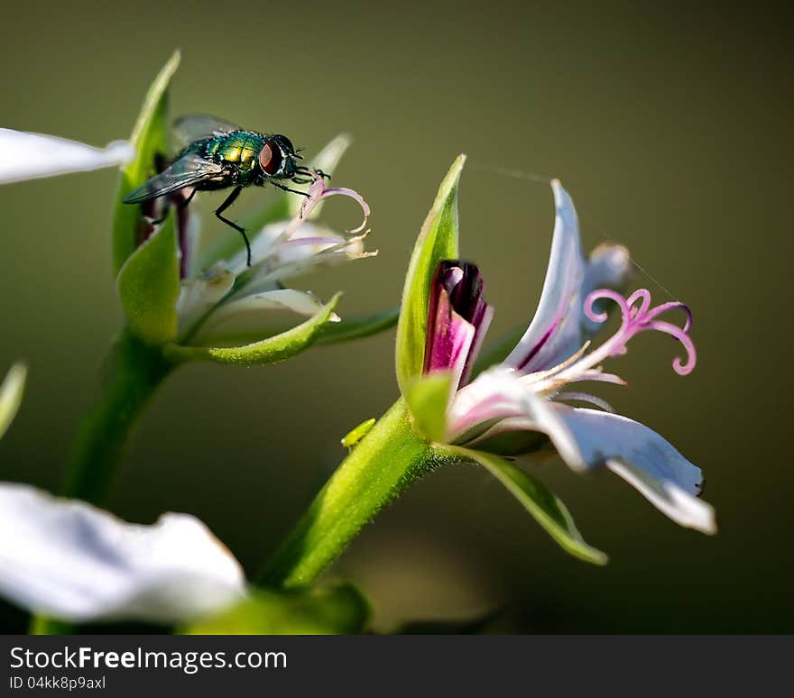 House Fly on Flower Macro