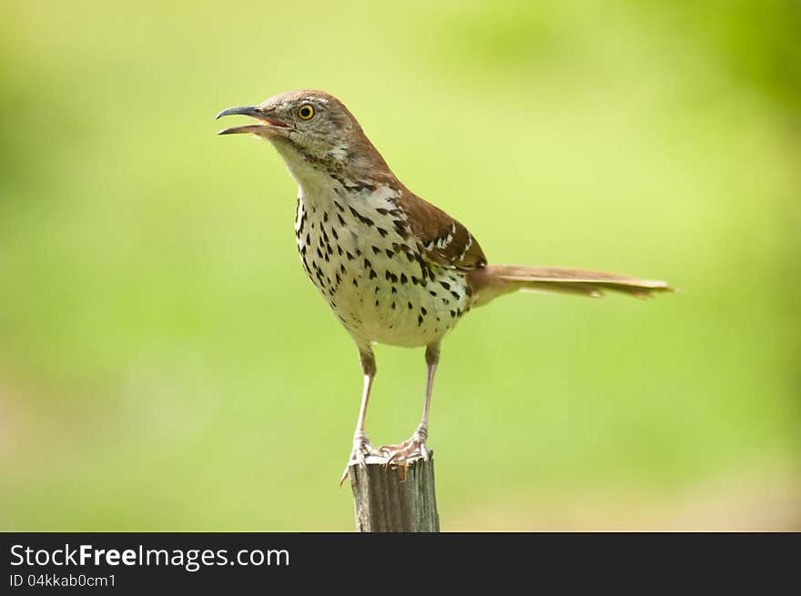 Thrush bird calling to her mate