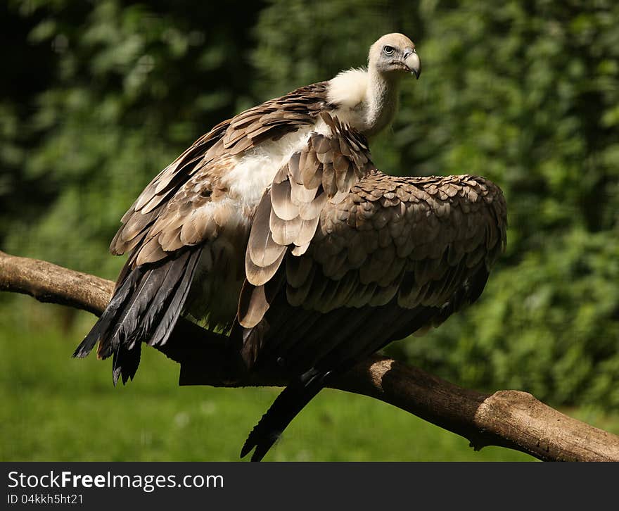 Griffon Vulture