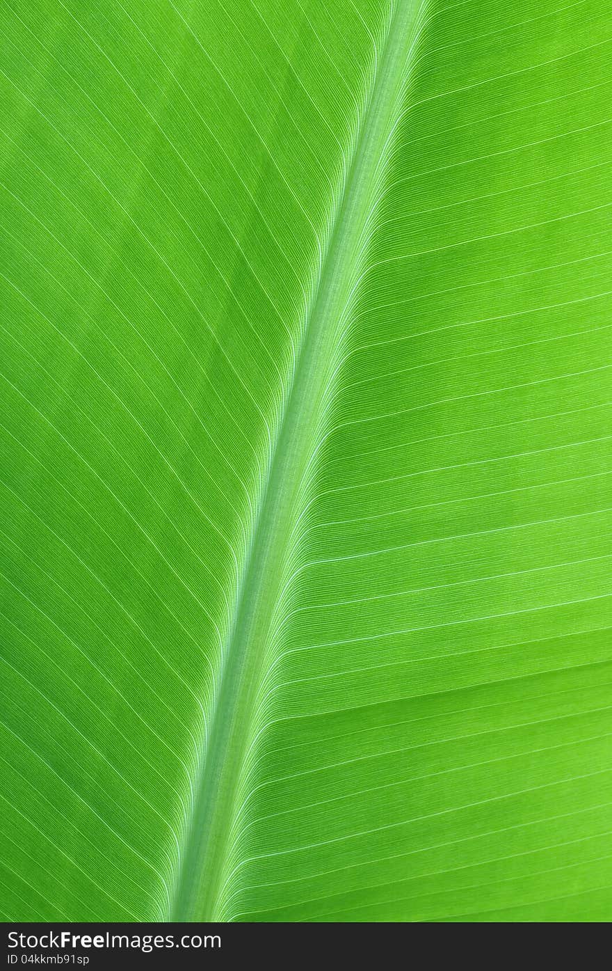 Closeup of banana leaf showing detail of vascular system