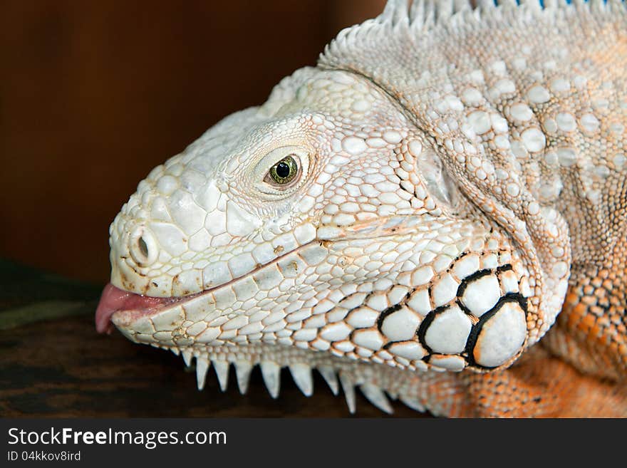 Closeup of a white iguana lizard