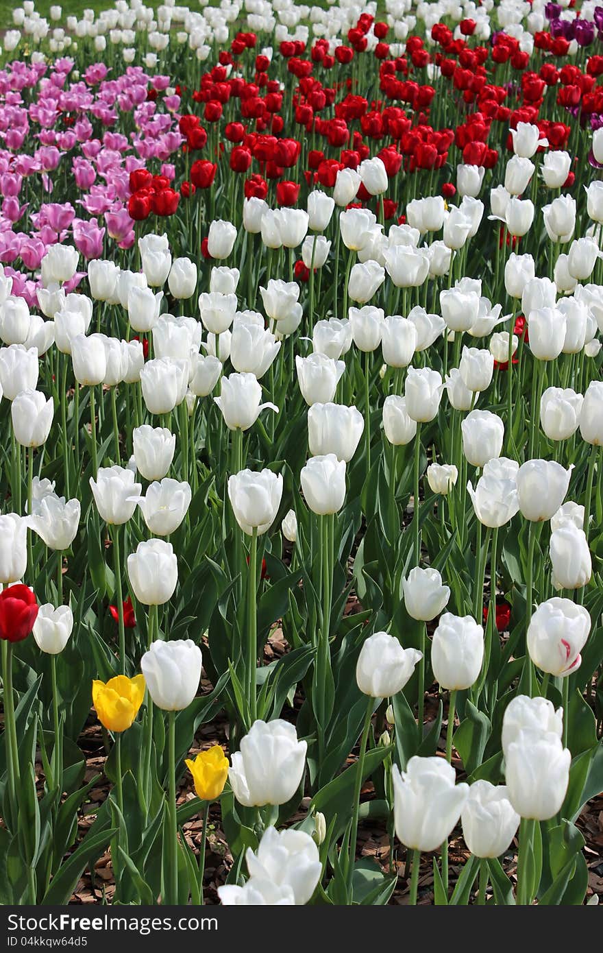 A lot of colorful tulips in the flower bed