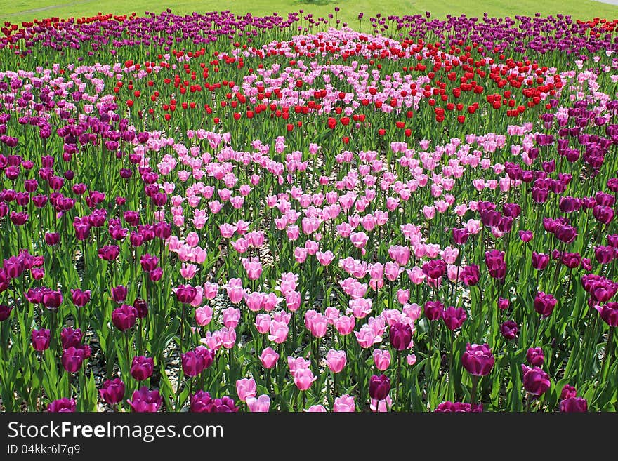 A lot of colorful tulips in the form of geometric figures. A lot of colorful tulips in the form of geometric figures