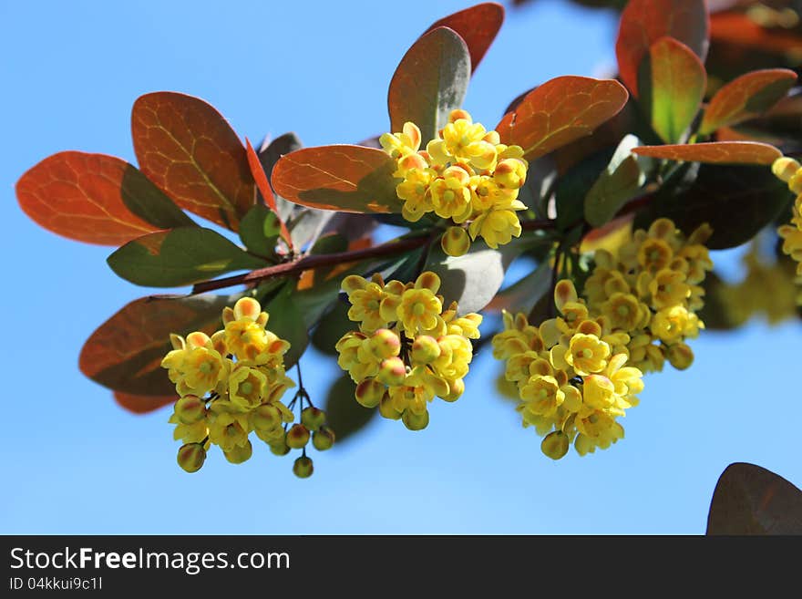 Beautiful flowering barberry close-up against blue sky