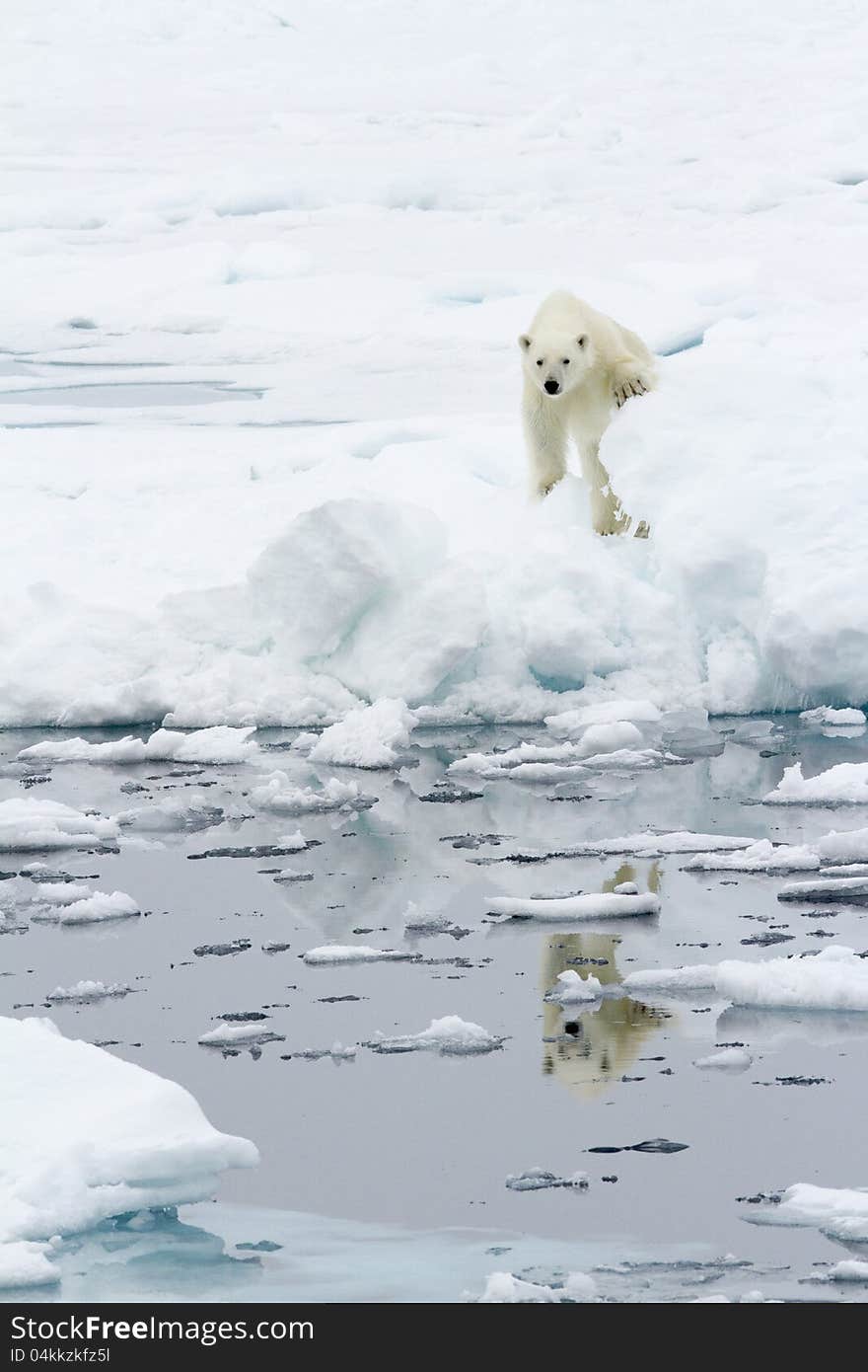 A curious Polar bear watching a stranger, Svalbard, Spitsbergen. A curious Polar bear watching a stranger, Svalbard, Spitsbergen.