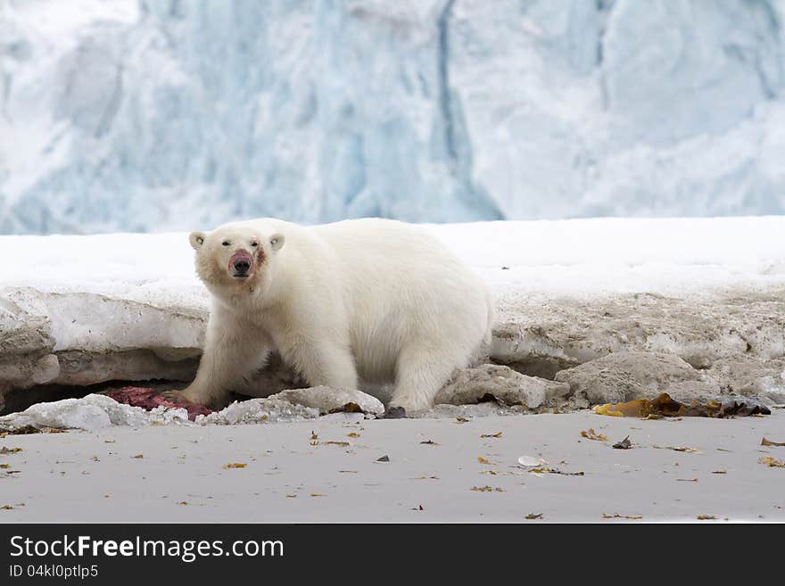 Polar bear eating a seal, Svalbard, Spitsbergen.