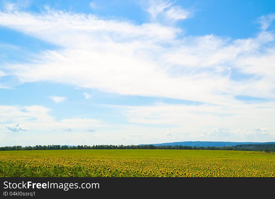 Sunflower field