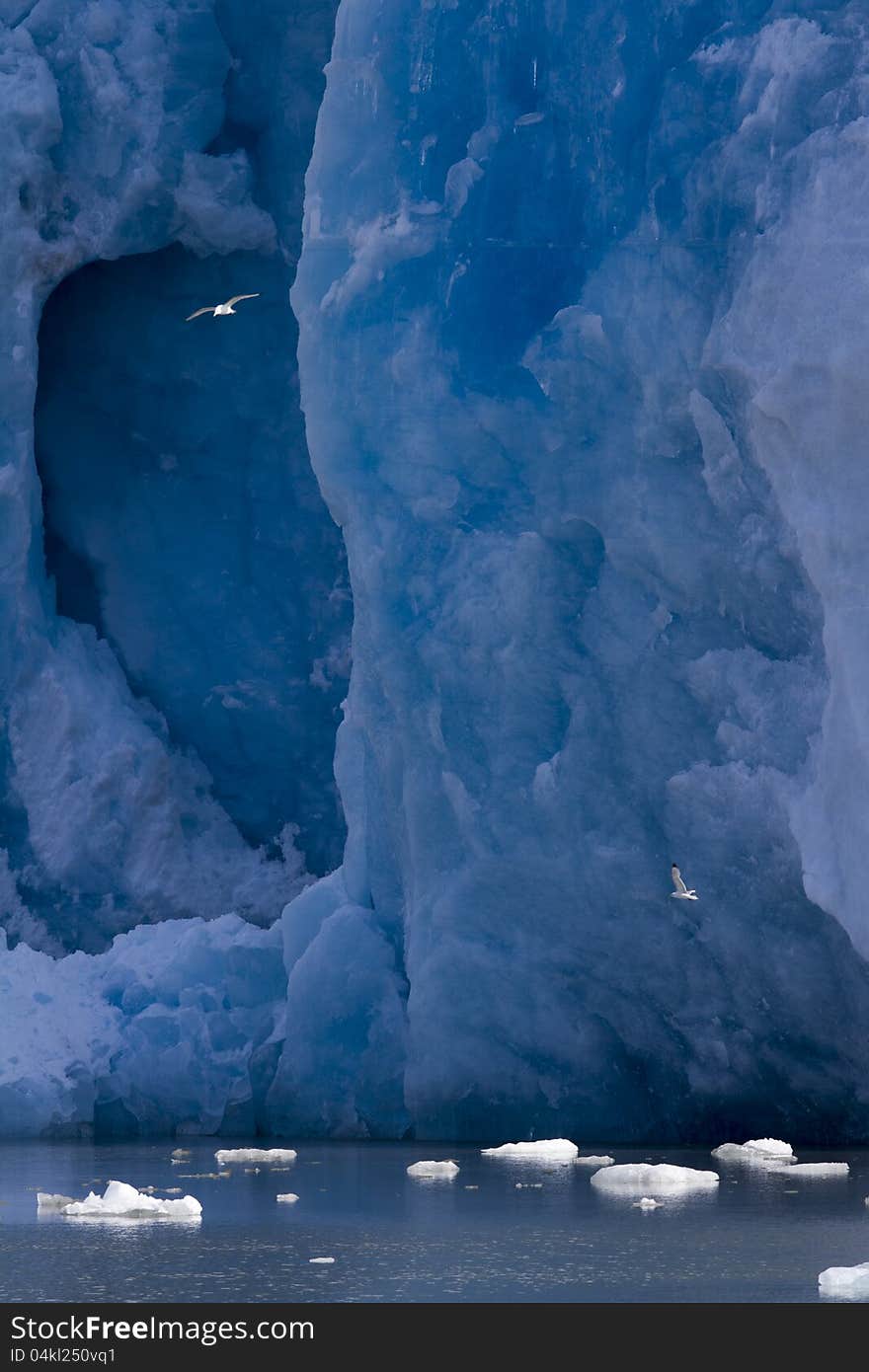 Two Black-legged Kitti-wake flying at the edge of a glacier.