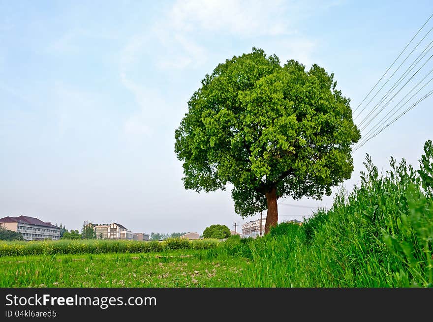 Trees; green; natural