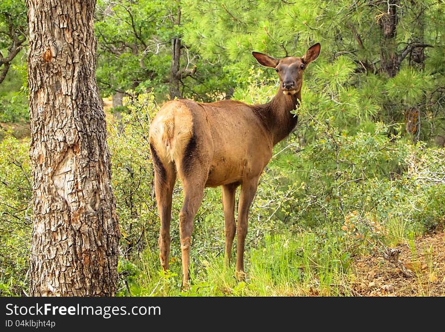 Beautiful Rocky Mountain female Elk in her natural mountain habitat. Beautiful Rocky Mountain female Elk in her natural mountain habitat.