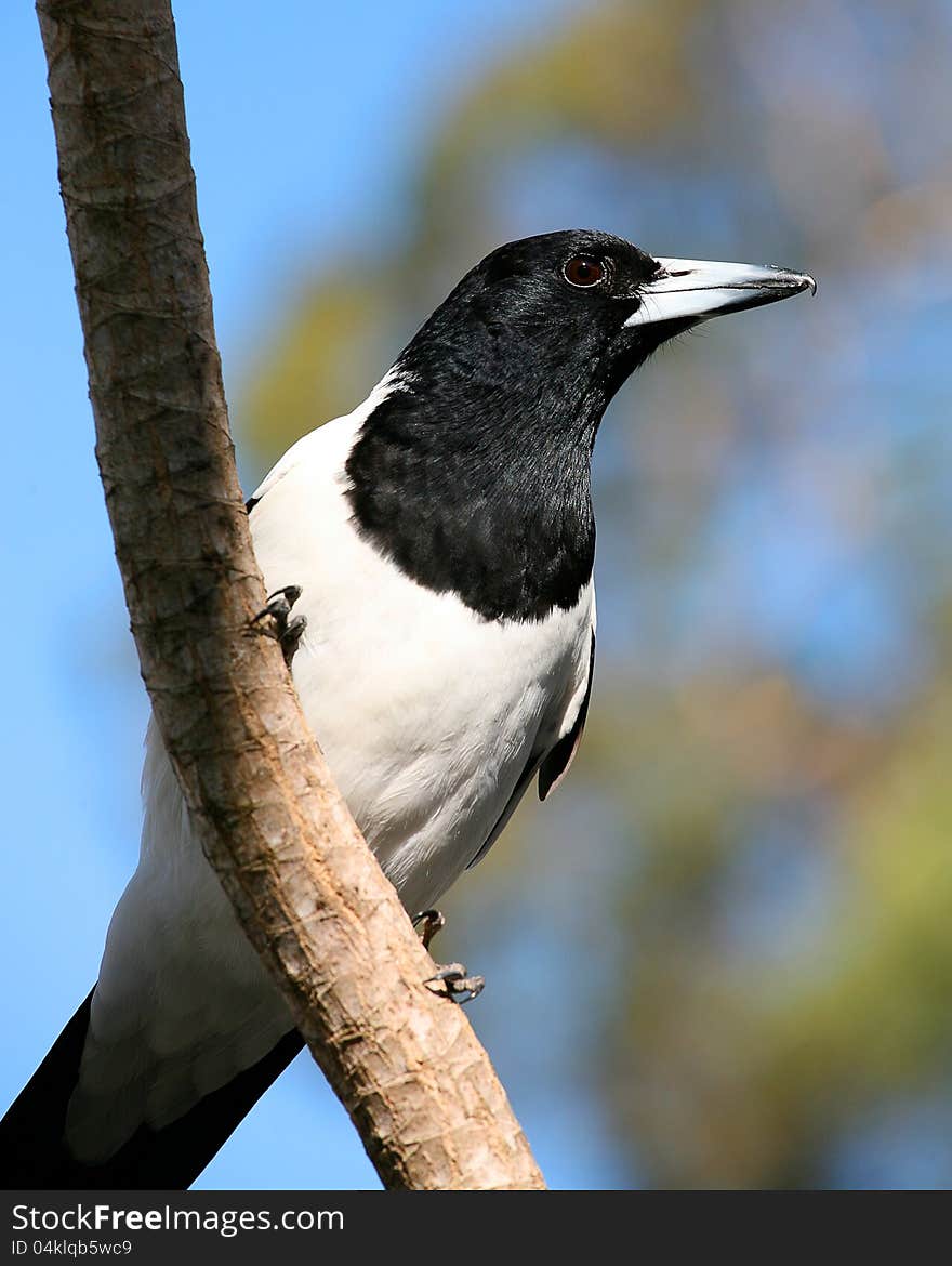 A native australian bird perched on a tree with sky and foliage in the background. A native australian bird perched on a tree with sky and foliage in the background