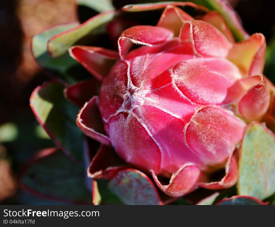 Close up of beautiful protea blossom